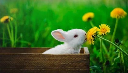 爱游戏登陆入口-中国女足珀斯首训：唐佳丽单独训练，陈巧珠缺席|体育场|夏季奥林匹克运动会|朝鲜|俱乐部|奥林匹克_新浪体育_新浪新闻